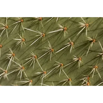 Cactus Plants